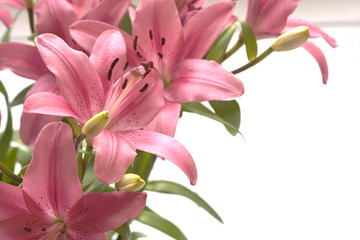 Pink lillies copy space on the right