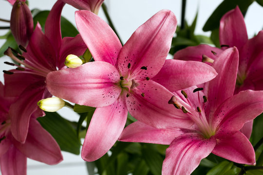 Pink lillies