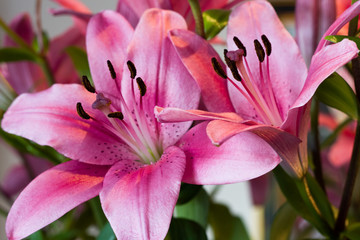 Pink lillies