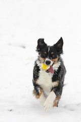 Durch den Schnee laufen