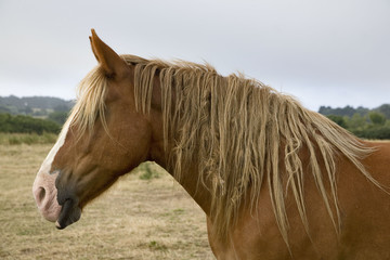 cheval de trait : portrait de profil