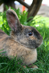 Hase, Gras