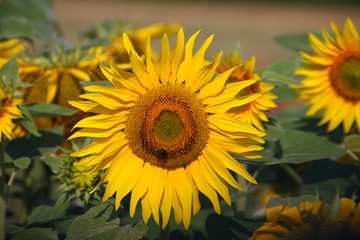 Eine gelbe Sonnenblume im Sommer