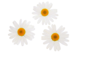 Obraz premium Three white camomiles.