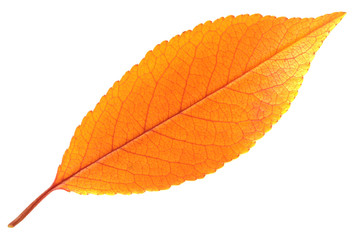 Autumn leaf isolated on white.