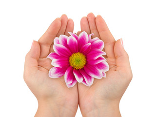 Flower in woman hands