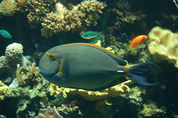 biotope tropical