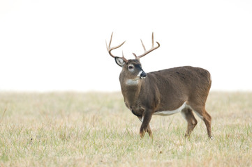 Whitetail buck and fog