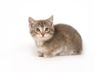 Fototapeta na wymiar Gray kitten