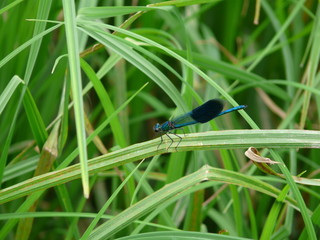 libellule bleue