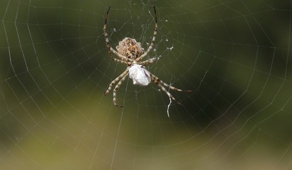 argiope lob&eacute;e et sa proie