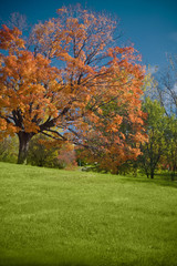 Naklejka premium Tree fall II