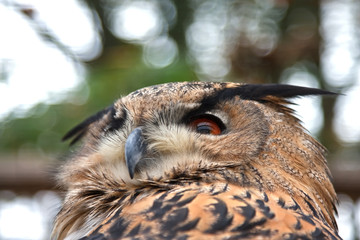 Eurasian Eagle Owl