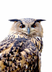 Eurasian Eagle Owl