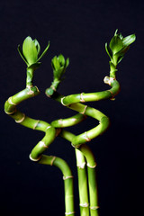 Twisted green bamboo plants on black background