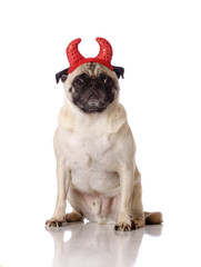 pug dog with devil ears