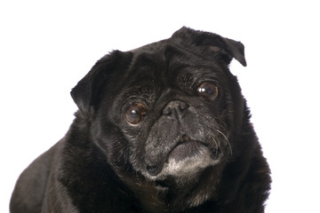 Portrait black pug
