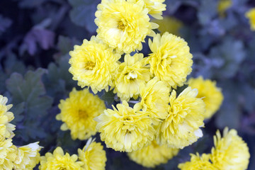 Streetlife in Jinhae