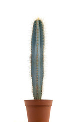 Cactus isolated on white background