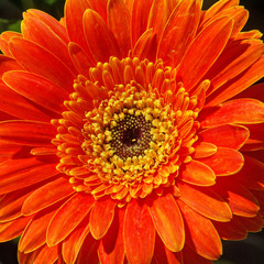 gerbera orange