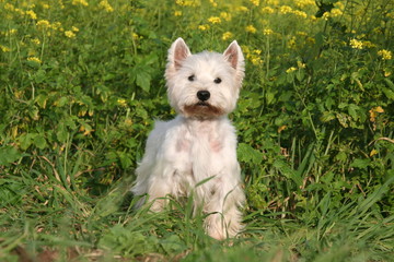 l'elegant westie à la campagne