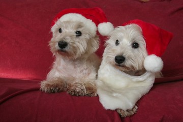 deux westies prêt pour noel