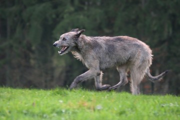 Fototapeta premium Course d'un Lévrier Irlandais heureux