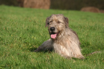 Lévrier Irlandais en état de veille