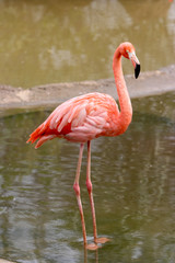 Pink Flamingo