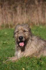 Portrait d'un gentil Lévrier Irlandais couché sur l'herbe