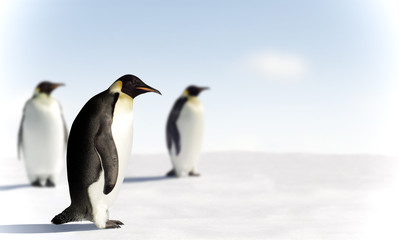 Fototapeta na wymiar Emperor Penguins