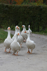 Obraz premium Gänsemarsch