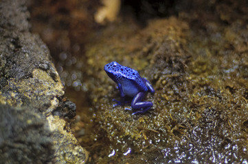 Blue Frog