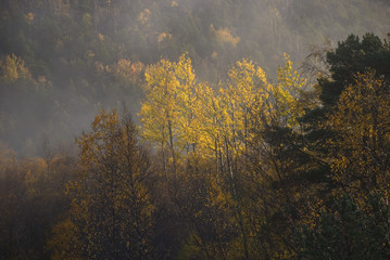 Trees at fall with mist