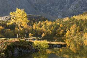 Forest and lake at fall