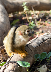 monkey