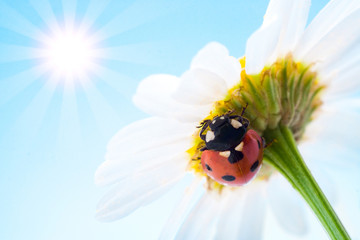 ladybug on flower © Anatoly Tiplyashin