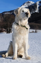 Golden Retriever Rüde auf gefrorenem See