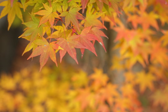 カラフルなモミジ