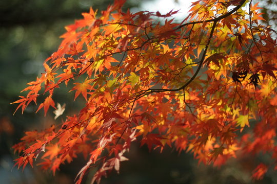 momiji
