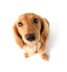 Funny dachshund, distorted by wide angle closeup