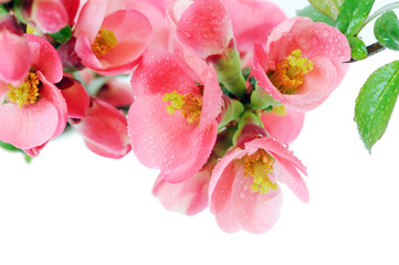 Obraz na płótnie Canvas wiosenne kwiaty