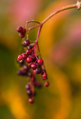 Elder berries