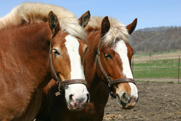 Obraz na płótnie Canvas Draft Horses
