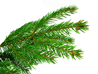 Fresh green fir branches isolated on white background