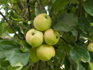 Apples green on a branch