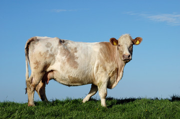 not very clean cow