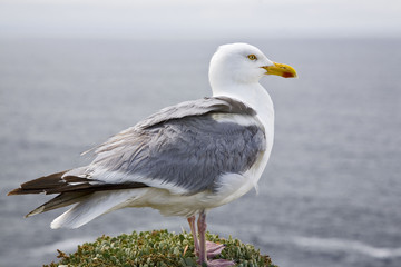 bretagne; belle-île : goéland