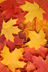 Autumn leaves