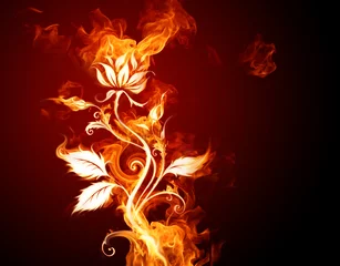 Papier Peint photo Flamme Rose de feu